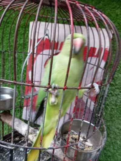 green parrot female