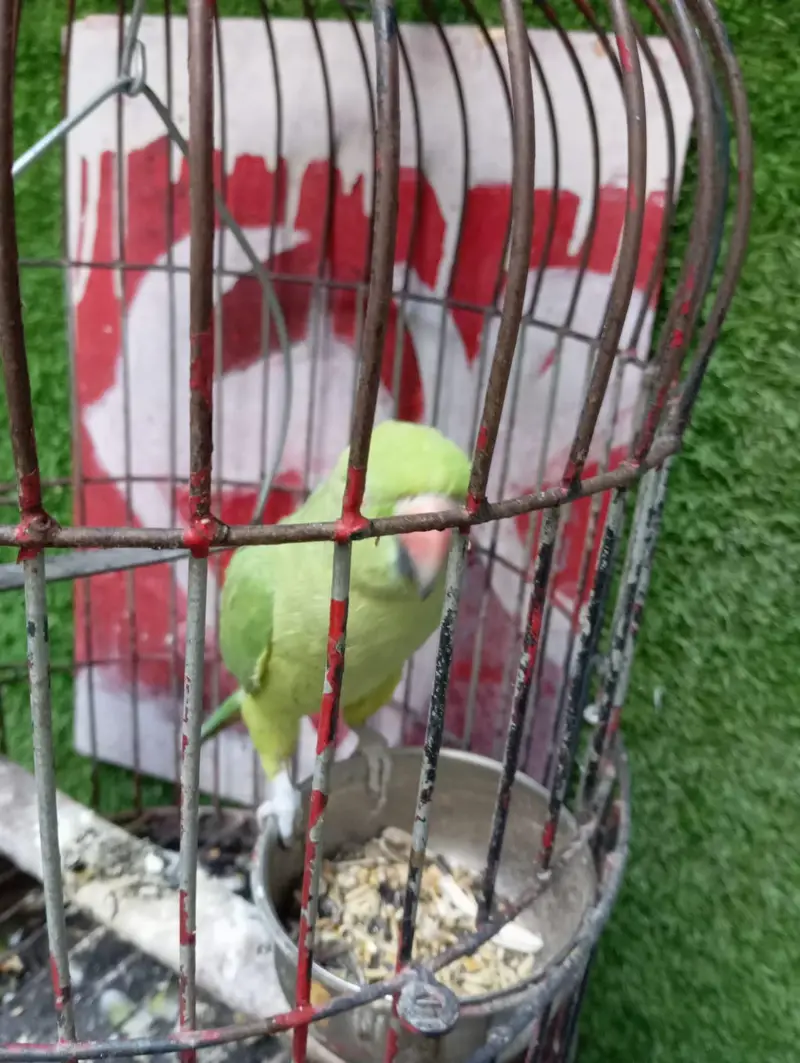 green parrot female — photo 2