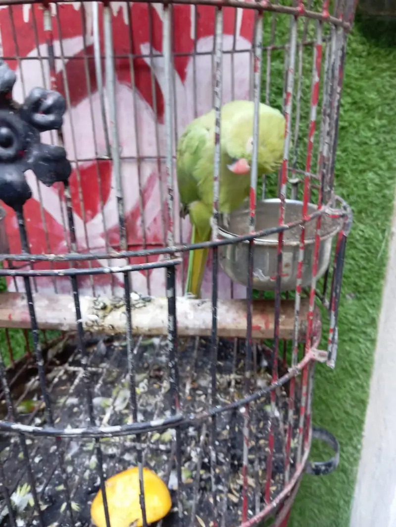 green parrot female — photo 3
