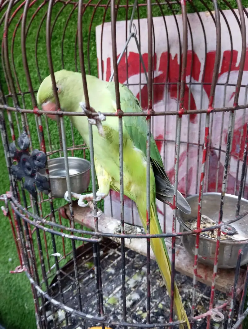 green parrot female — photo 4