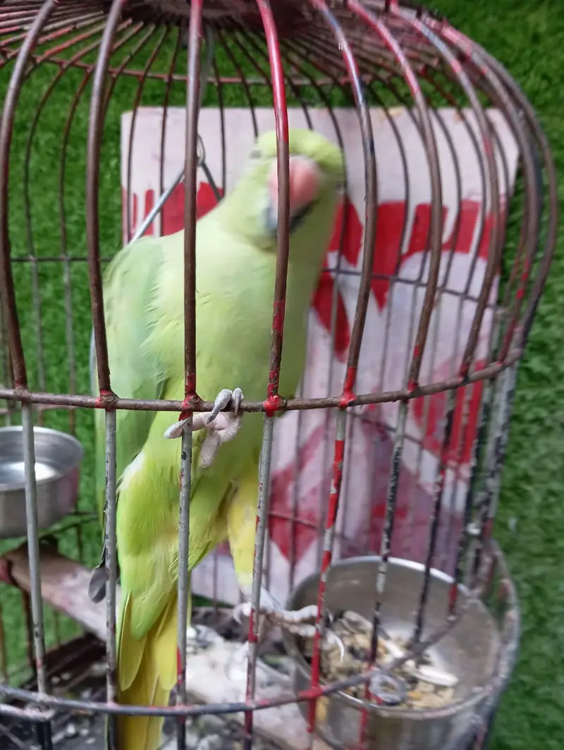 green parrot female — photo 5