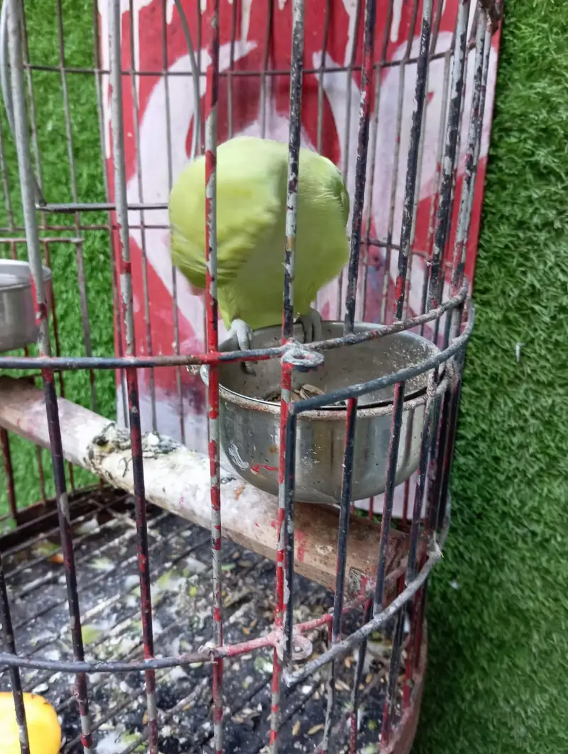 green parrot female — photo 6