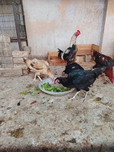 Quality Hens  2 Males 5 Females