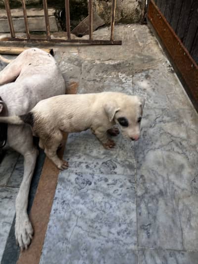 Bull terrier ki ghr ki bread h
