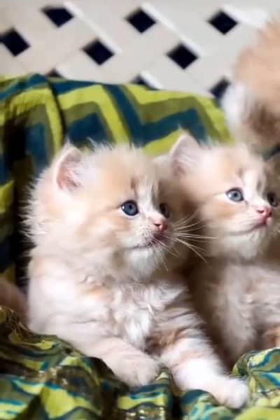 Persian kitten triple Qout. for. . sale my WhatsApp03493731440