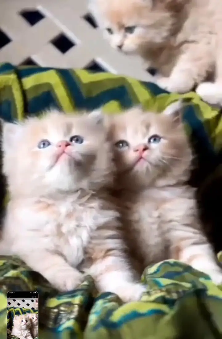Persian kitten triple Qout. for. . sale my WhatsApp03493731440 — photo 2
