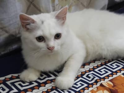 Beautiful Persian Cat for Sale