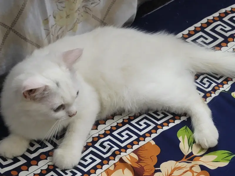Beautiful Persian Cat for Sale — photo 2