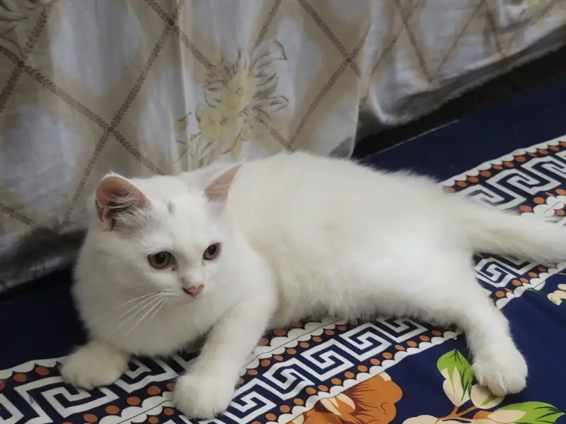 Beautiful Persian Cat for Sale — photo 3