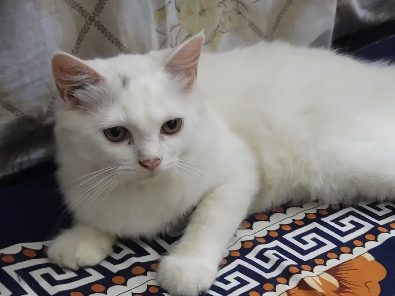 Beautiful Persian Cat for Sale — photo 4