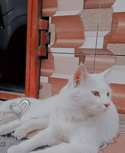 punch Sami punch face kitten 3 month k rabtay k ley no+92 314 4769940