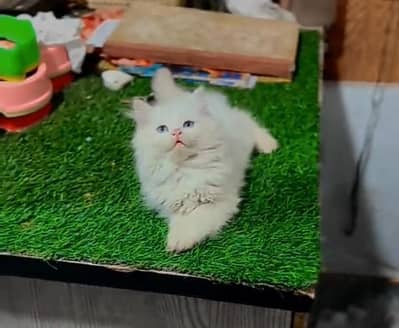 Persian kitten triple Qout. for. . sale my WhatsApp03493731440