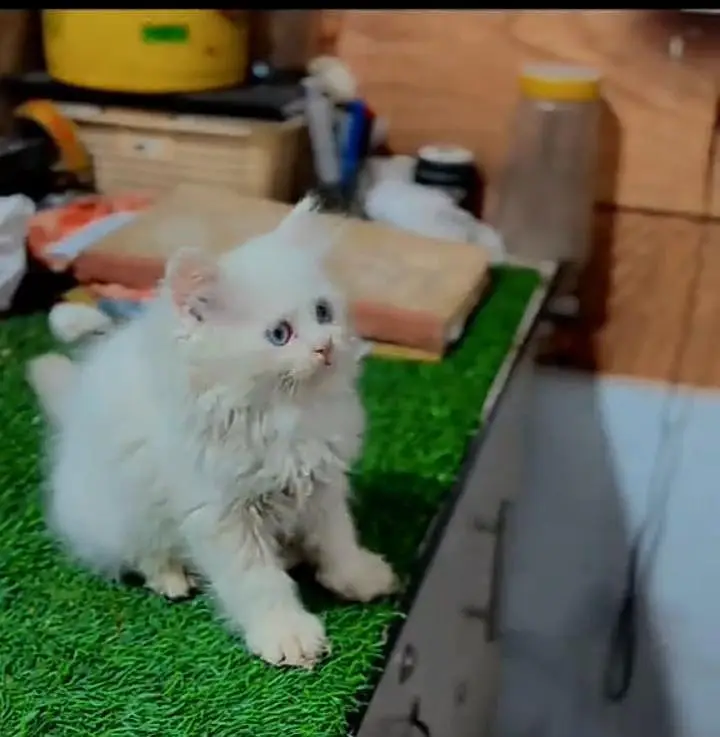 Persian kitten triple Qout. for. . sale my WhatsApp03493731440 — photo 2