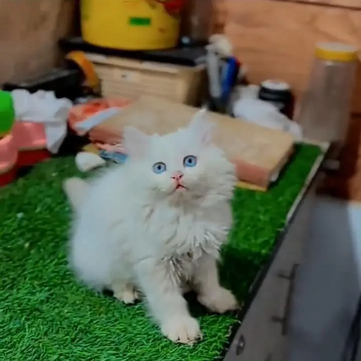 Persian kitten triple Qout. for. . sale my WhatsApp03493731440 — photo 3
