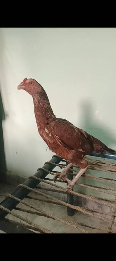 Aseel amrohi hen