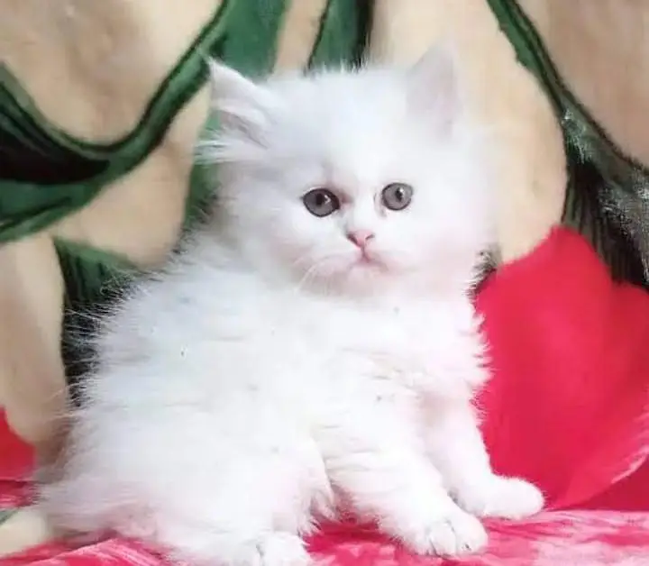 Persian cat for sale( 03)*(09)*(37)*(13)*(784) — photo 2