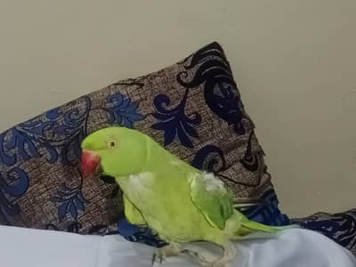 Raw talking parrot