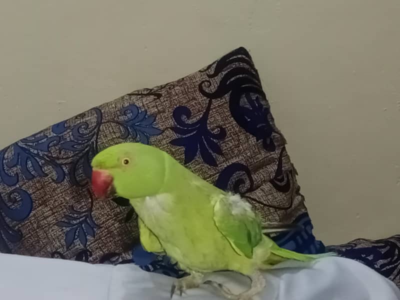 Raw talking parrot 0