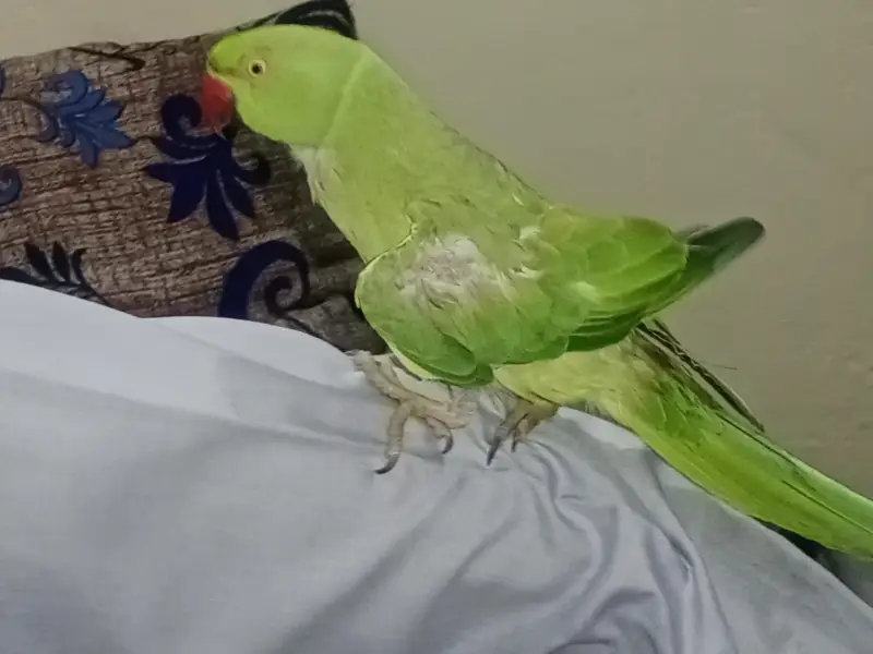 Raw talking parrot — photo 2