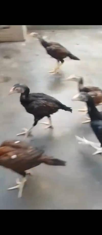 Aseel Mianwali Chicks for sale mobile no 03214272302