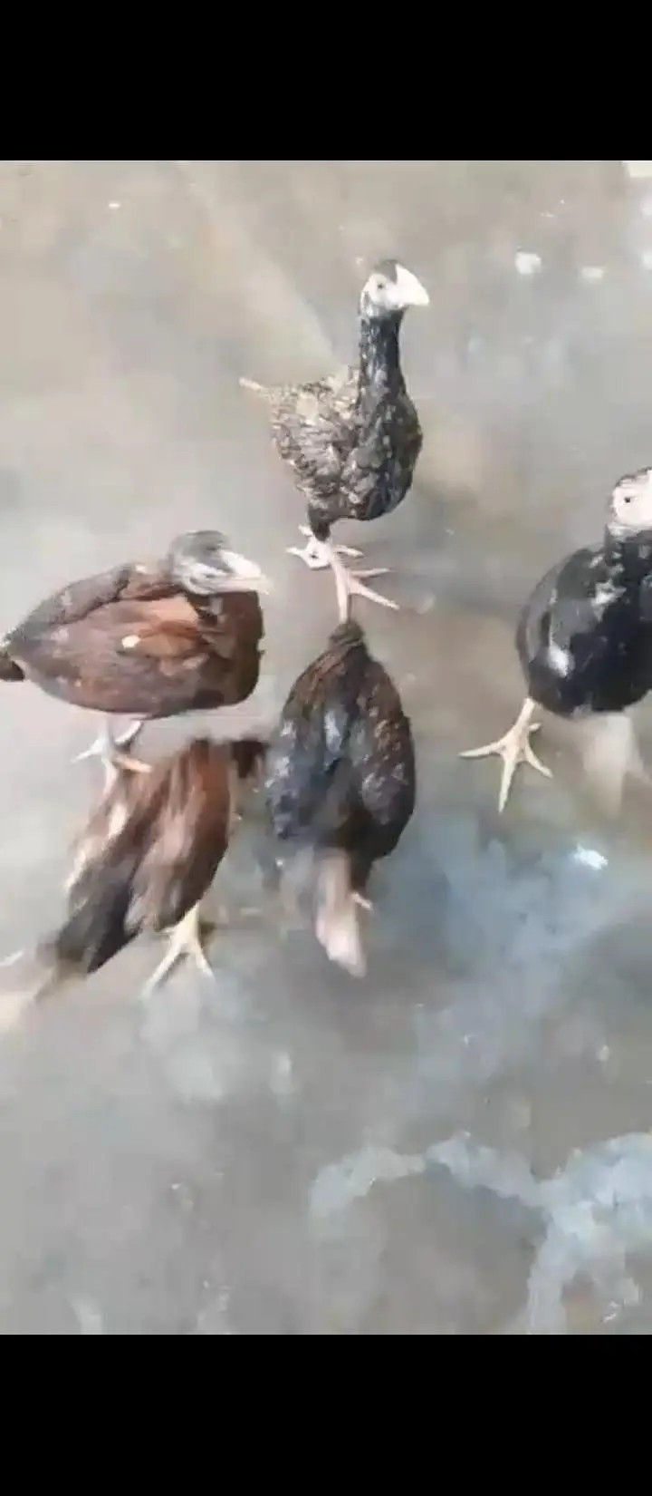 Aseel Mianwali Chicks for sale mobile no 03214272302 — photo 2