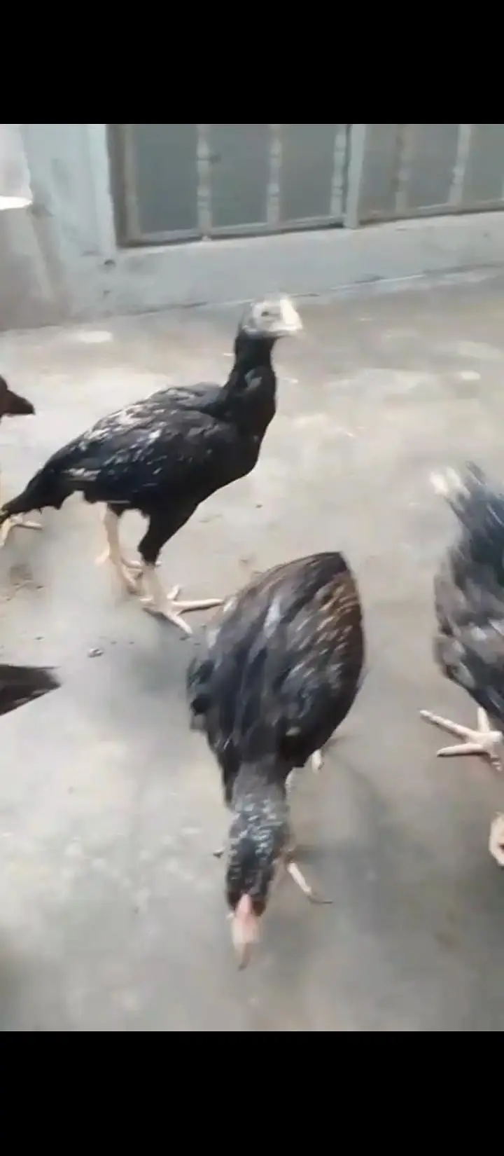 Aseel Mianwali Chicks for sale mobile no 03214272302 — photo 3