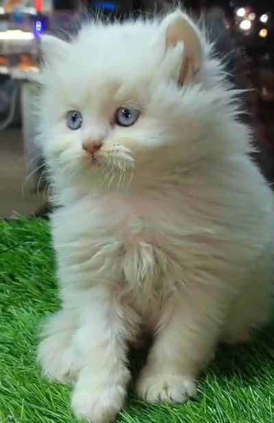 Persian kitten triple Qout. for. . sale my WhatsApp03493731440