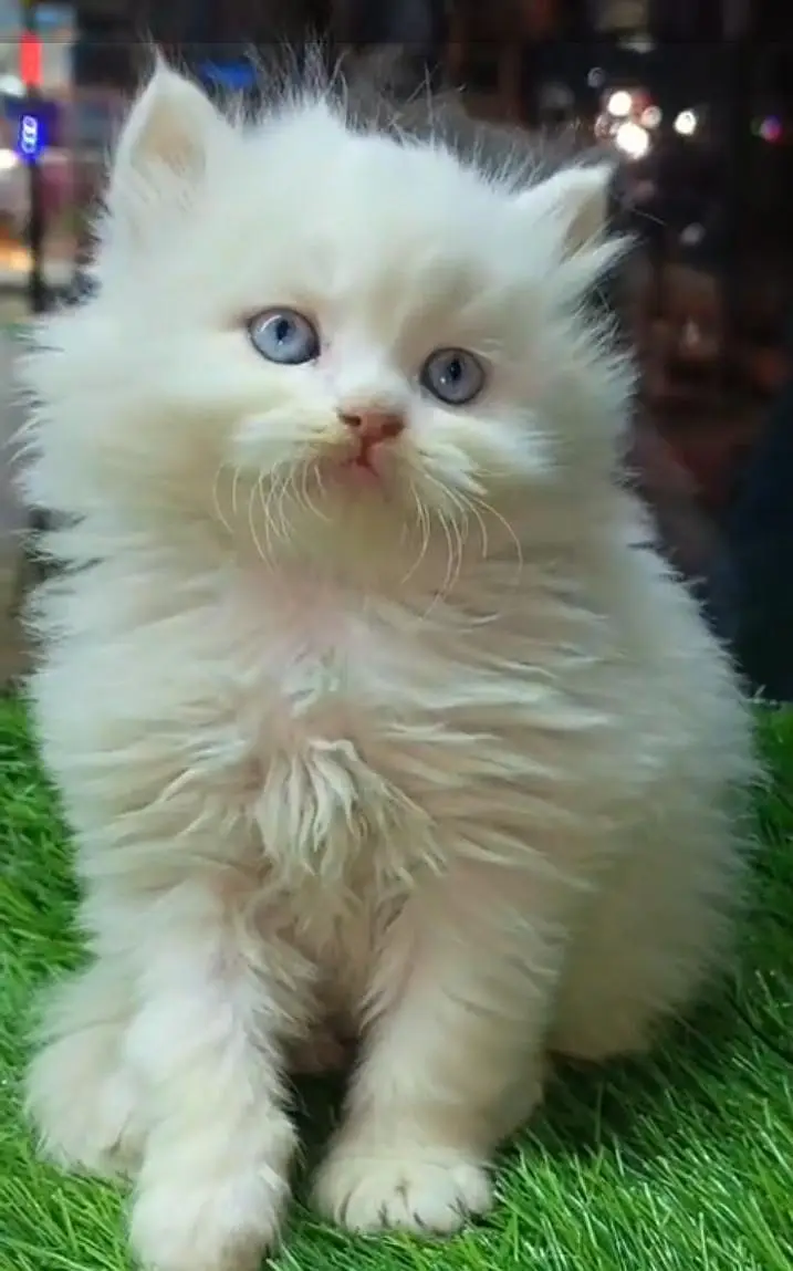 Persian kitten triple Qout. for. . sale my WhatsApp03493731440 — photo 2