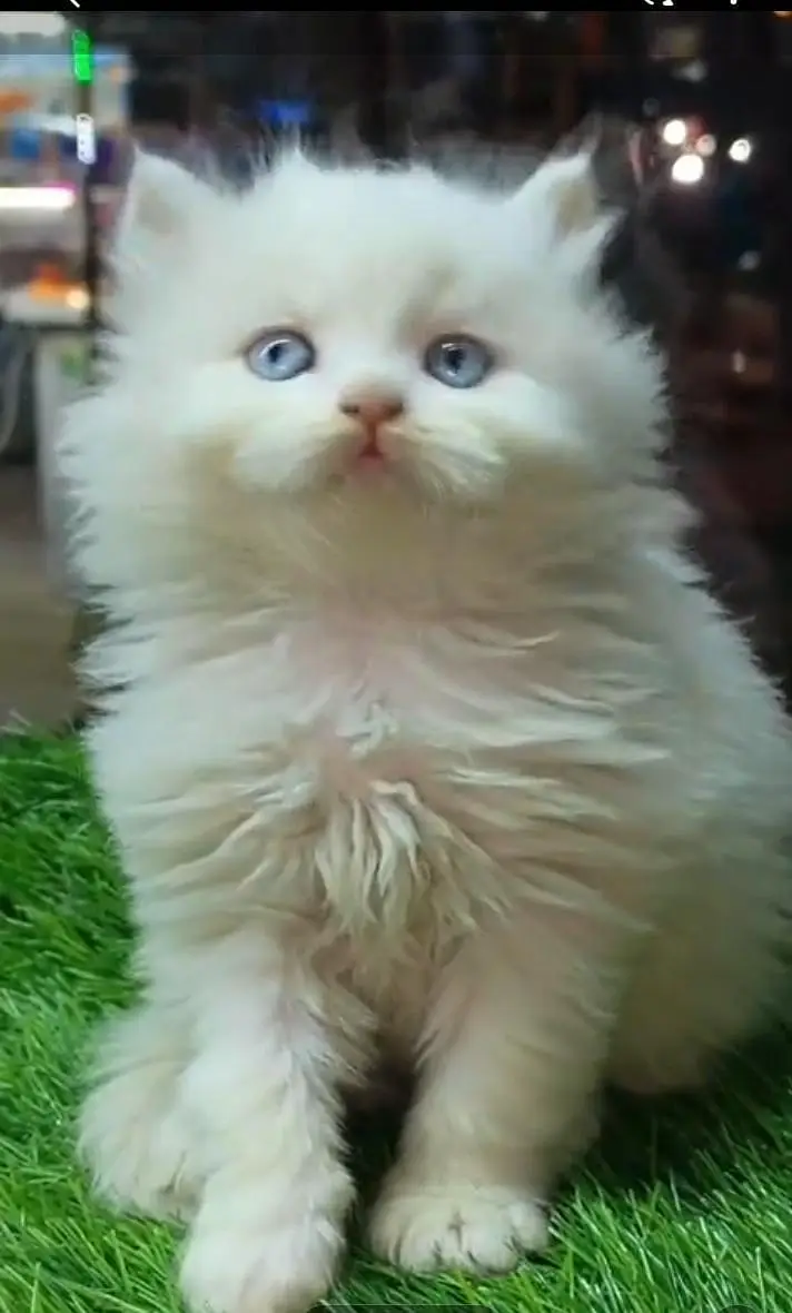 Persian kitten triple Qout. for. . sale my WhatsApp03493731440 — photo 3