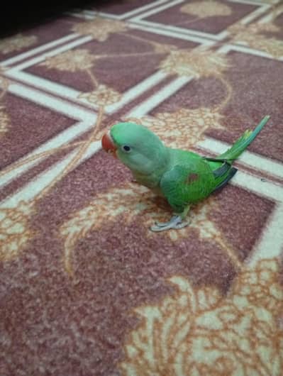 Kashmiri Parrot