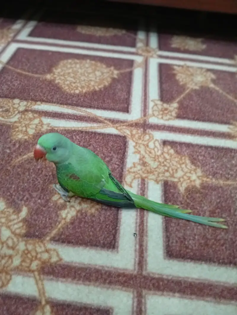 Kashmiri Parrot — photo 2