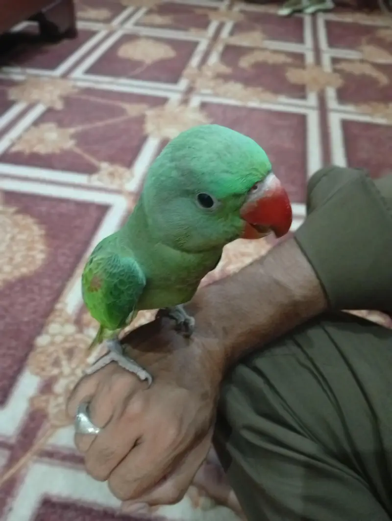 Kashmiri Parrot — photo 3