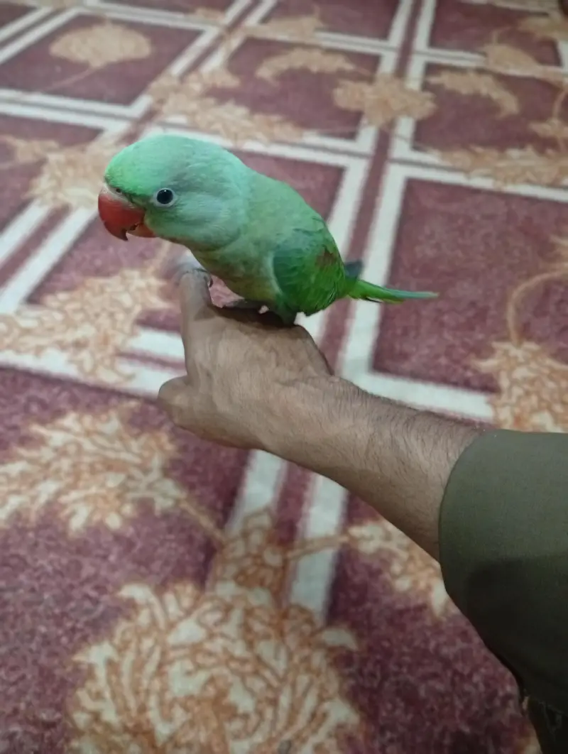 Kashmiri Parrot — photo 4