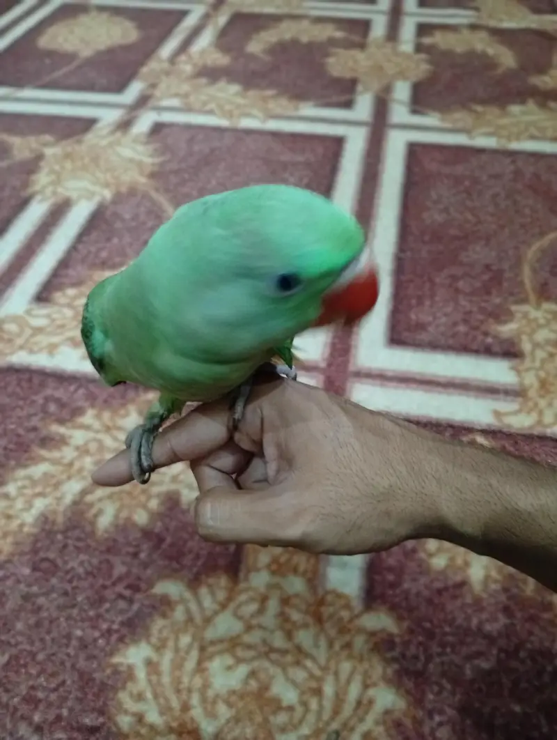 Kashmiri Parrot — photo 5