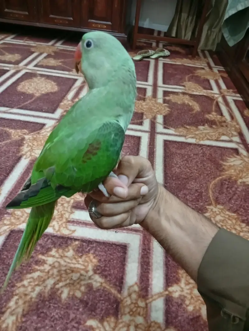 Kashmiri Parrot — photo 6