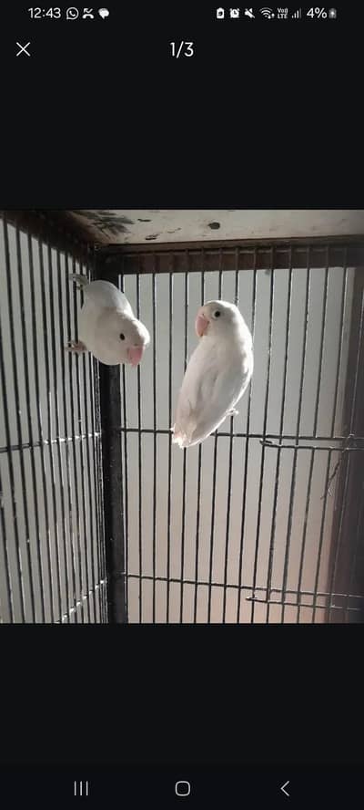 Albino love birds