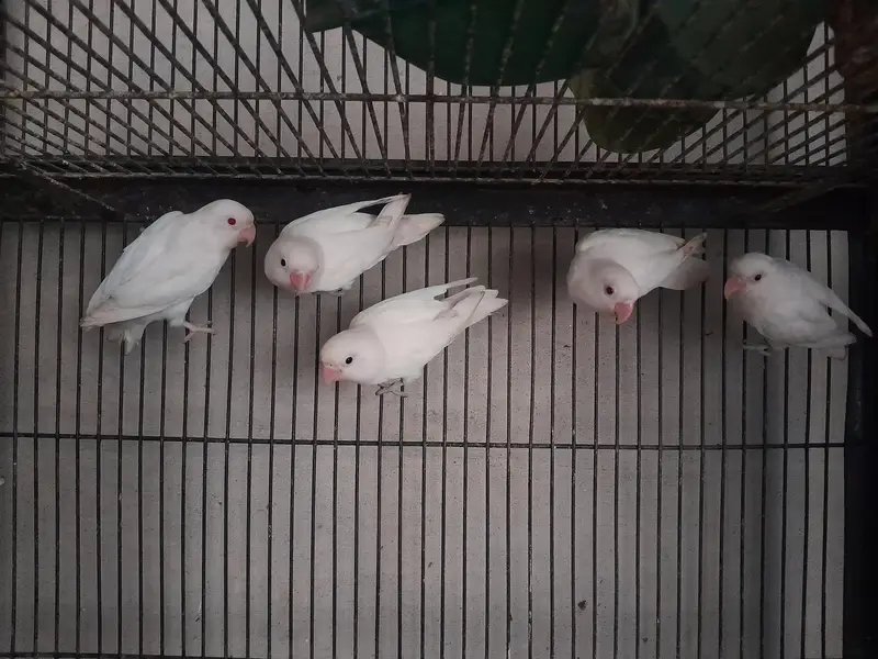 Albino love birds — photo 2