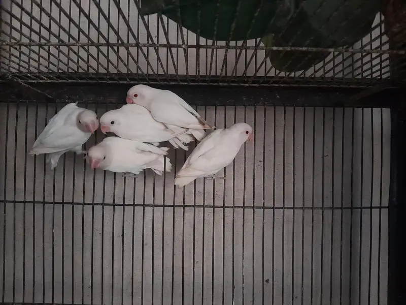 Albino love birds — photo 3