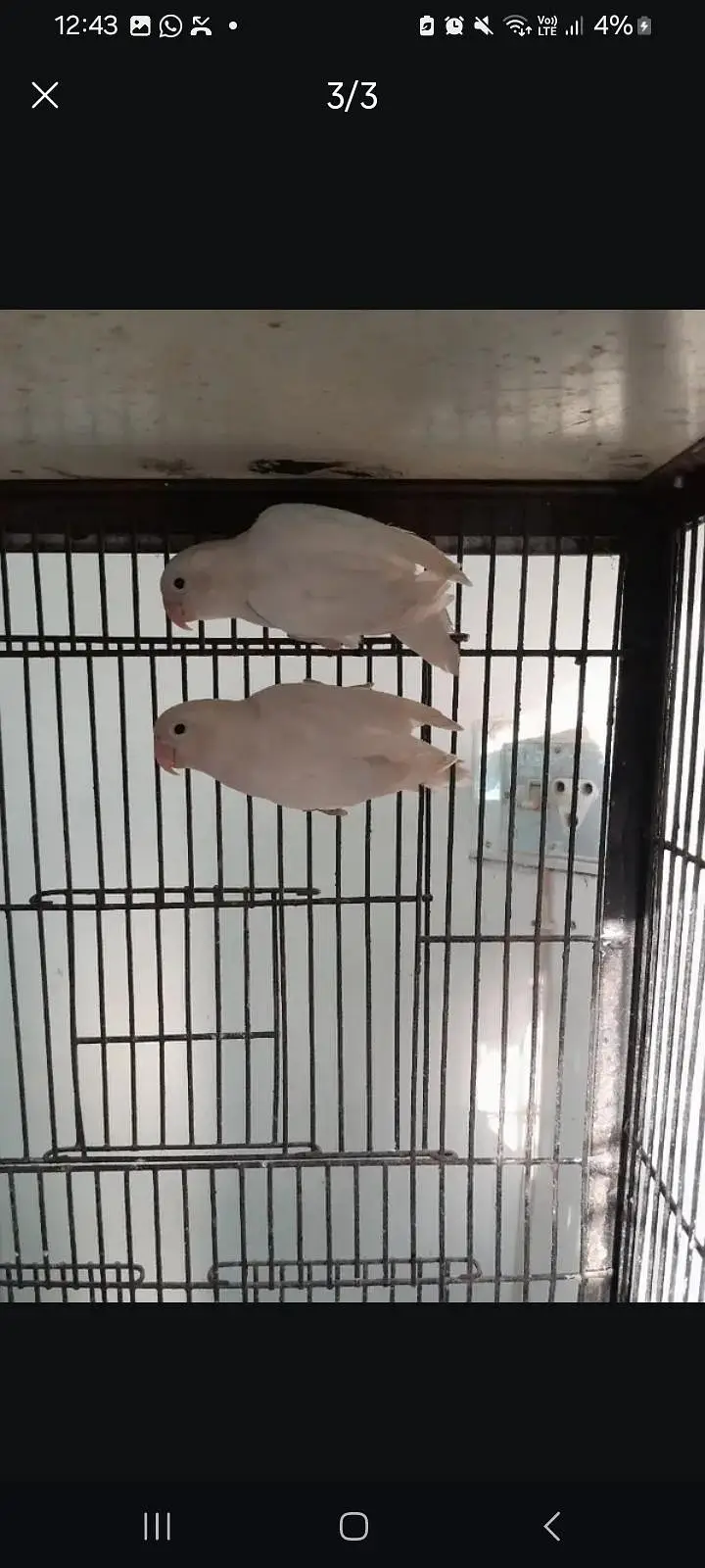 Albino love birds — photo 4