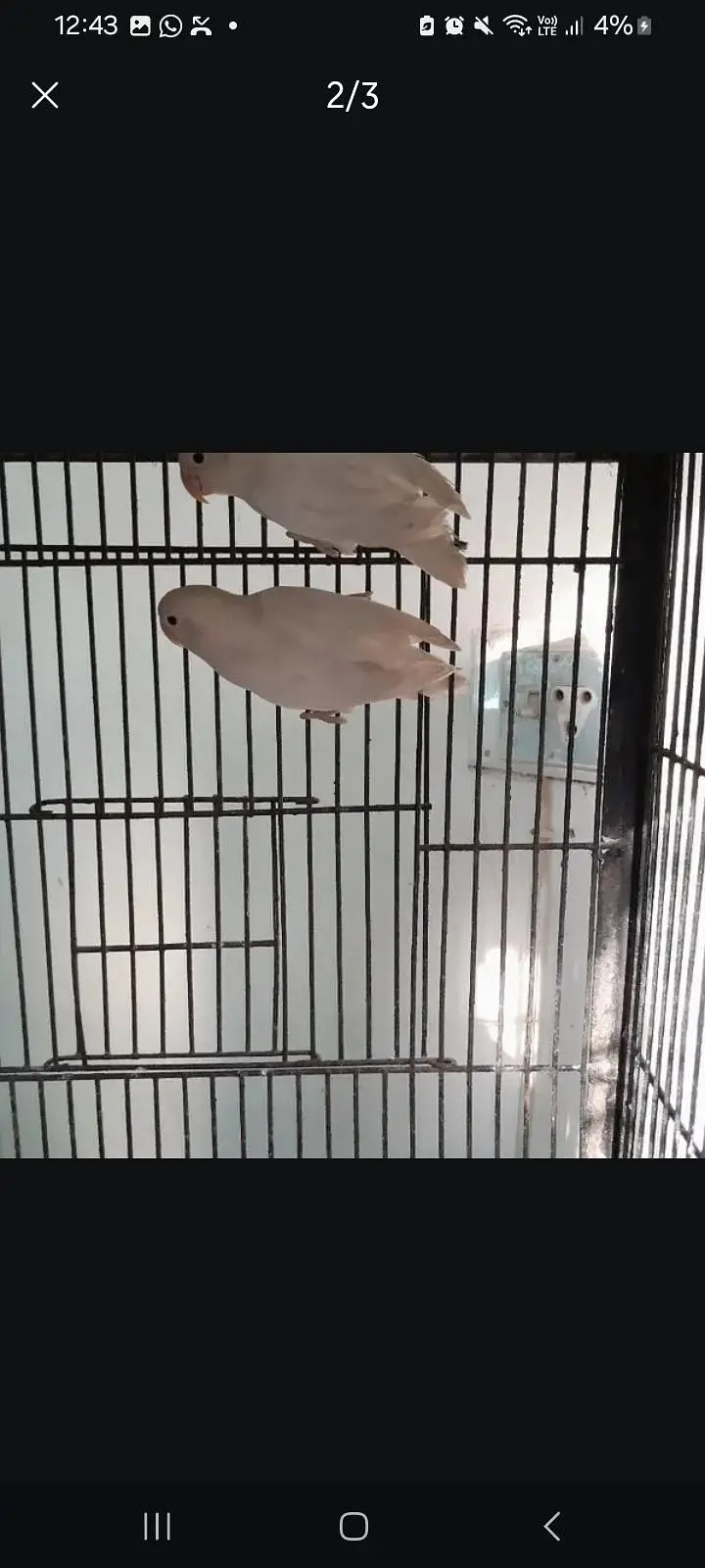 Albino love birds — photo 5