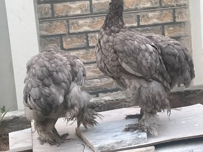 Blue buff — photo 5