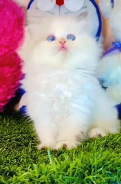 Persian kitten triple Qout. for. . sale my WhatsApp03493731440