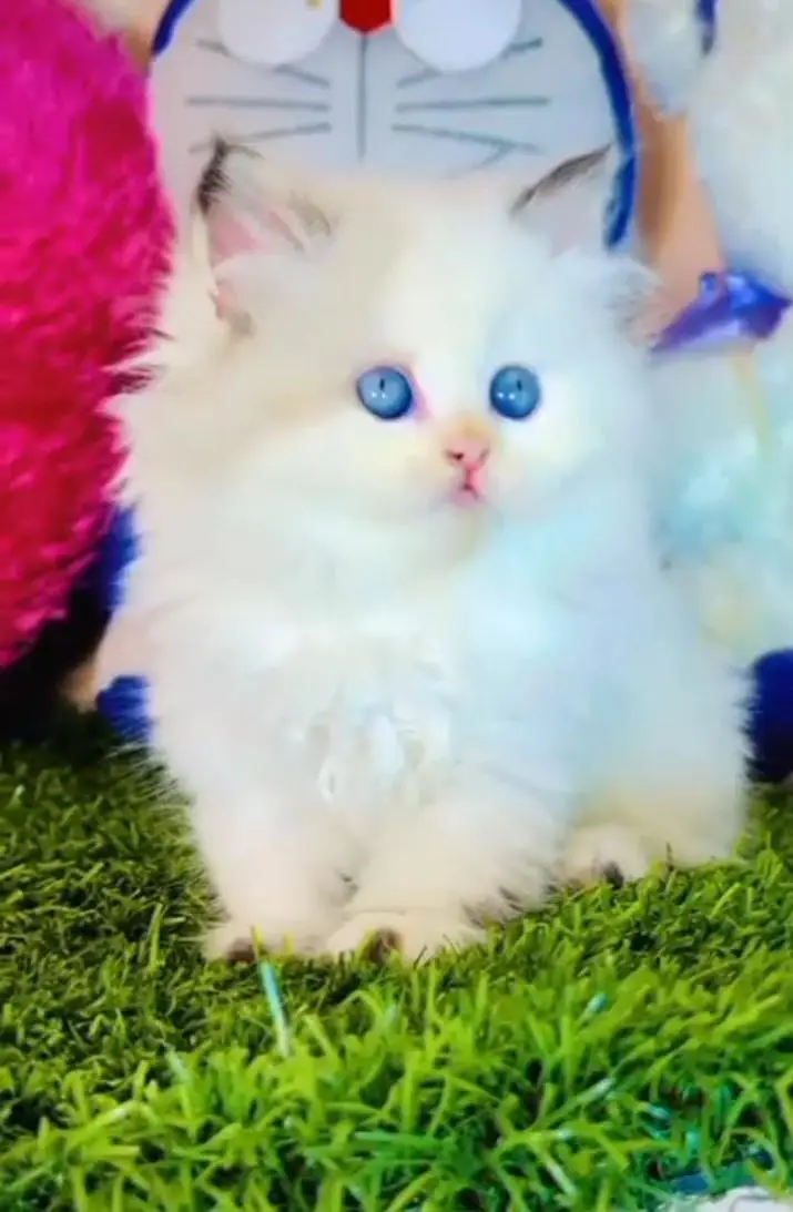 Persian kitten triple Qout. for. . sale my WhatsApp03493731440 — photo 2