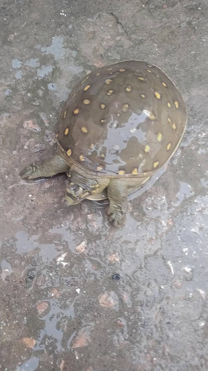 Indian Flapshell Turtle  0