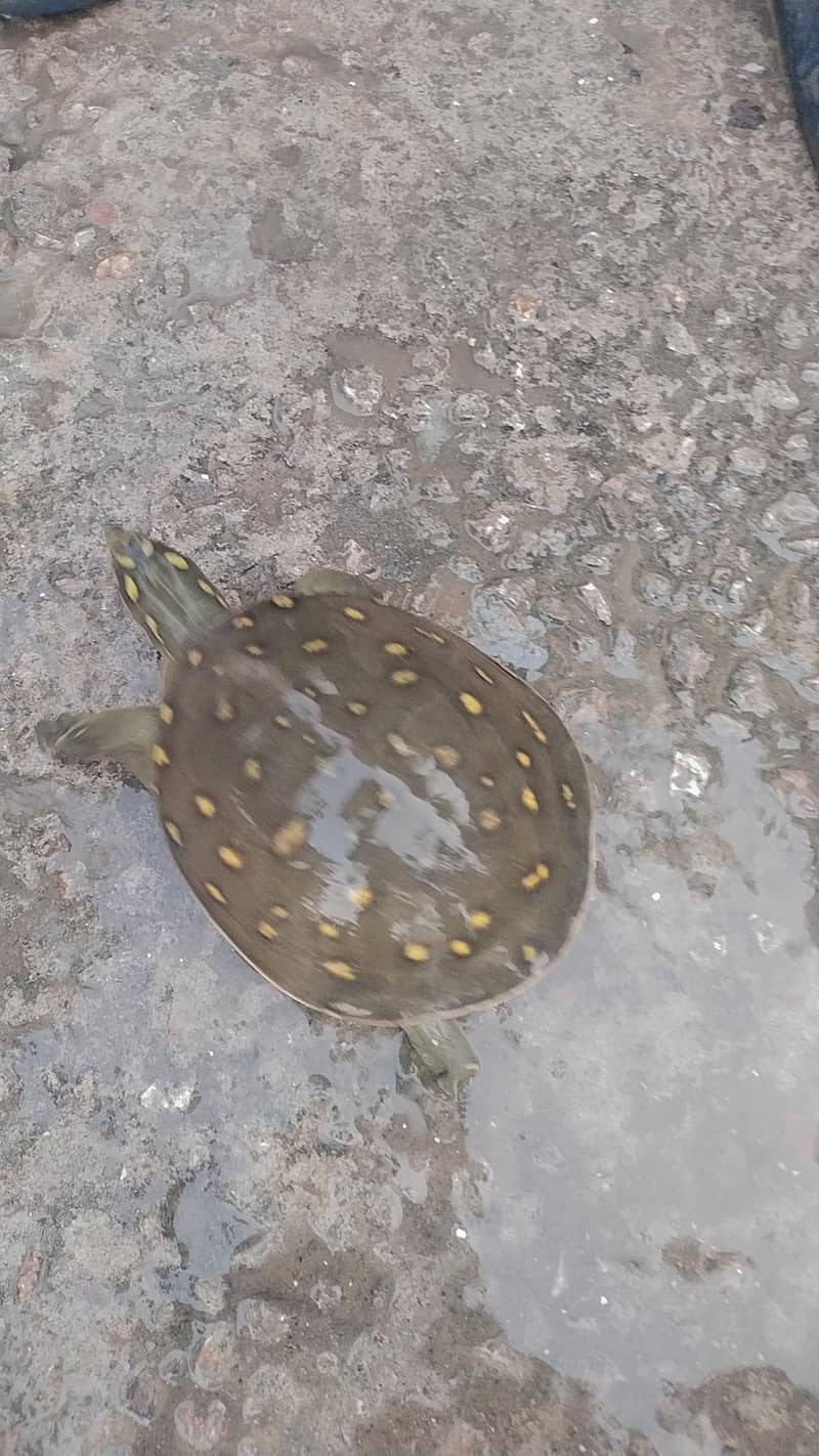 Indian Flapshell Turtle  1