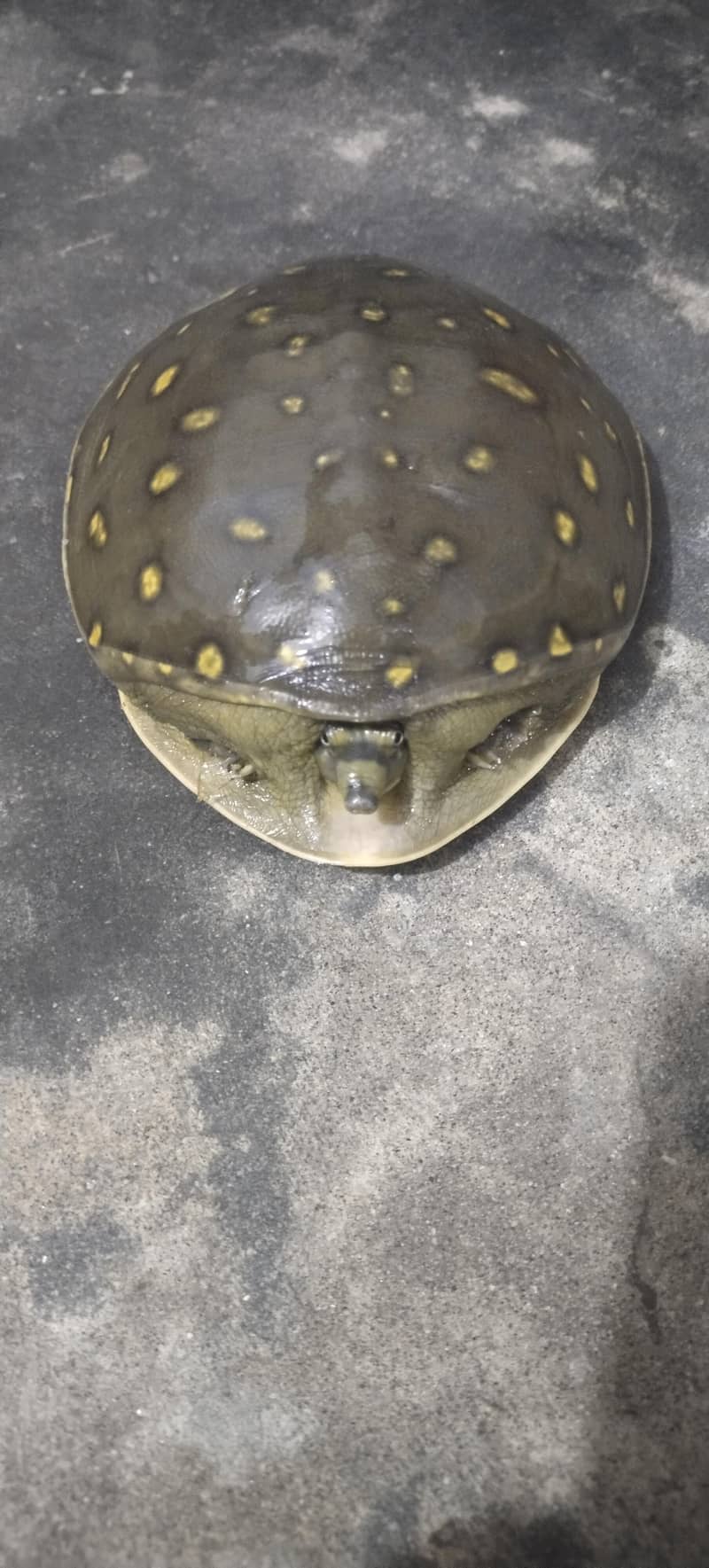 Indian Flapshell Turtle  2