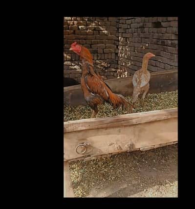 aseel chicks for sale
