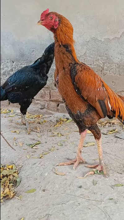 aseel chicks for sale