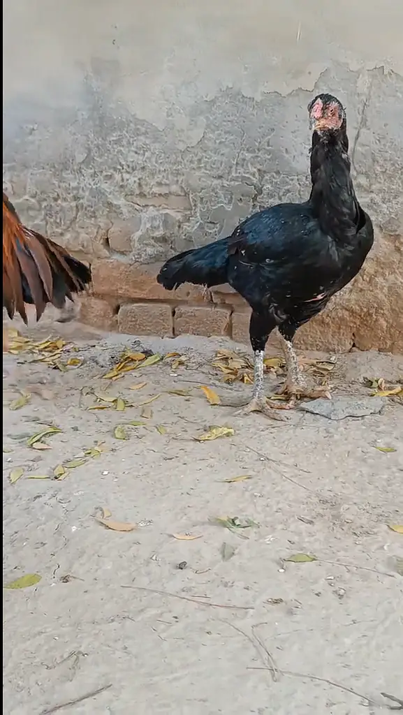 aseel chicks for sale — photo 2