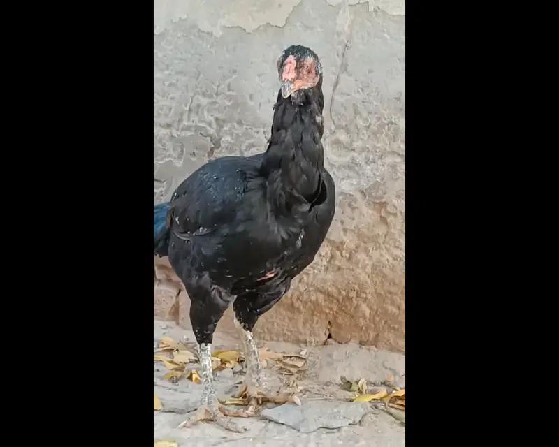 aseel chicks for sale — photo 3